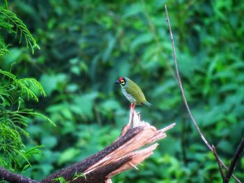 Close-up of bird perching on branch