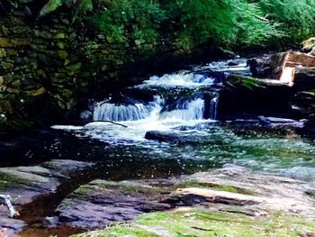 River flowing through forest