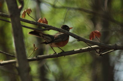 Close-up of bird perching on branch