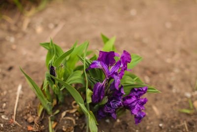 Close-up of purple flowering plant