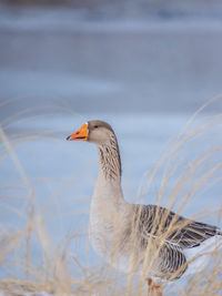 Close-up of bird against blurred background