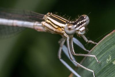 Macro shot of white-legged damselfly on leaf