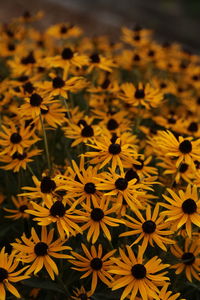 Full frame shot of yellow daisy flowers