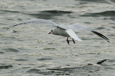 Seagull flying over water