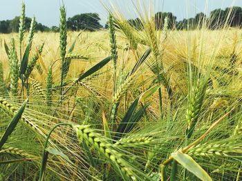 Close-up of stalks in field