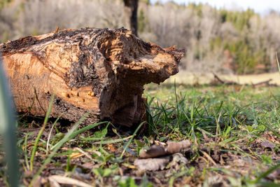 Close-up of an animal on field