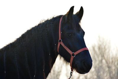 Close-up of horse against clear sky