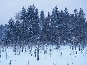 Frozen trees on landscape against sky