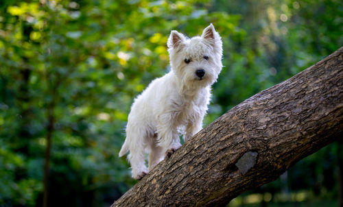 Close-up of dog on tree