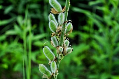 Close-up of flowering plant