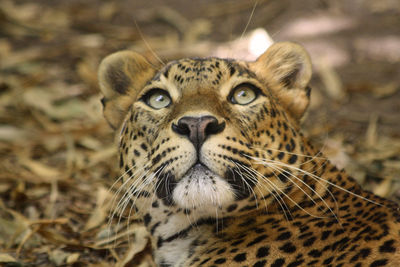 Close-up of leopard on field