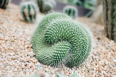 Close-up of succulent plant on field