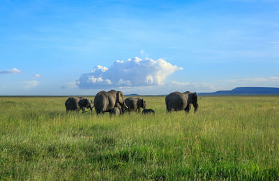 Elephants on grassy field against blue sky
