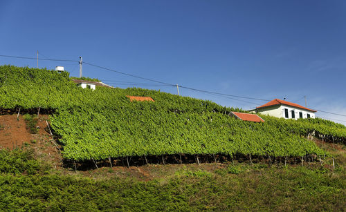 Low angle view of vineyard against blue sky