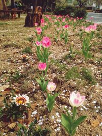 Close-up of pink flowers