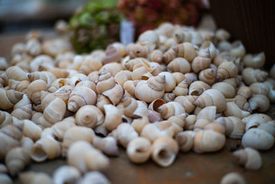 Close-up of mushrooms