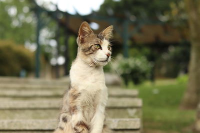 Cat looking away while sitting against trees