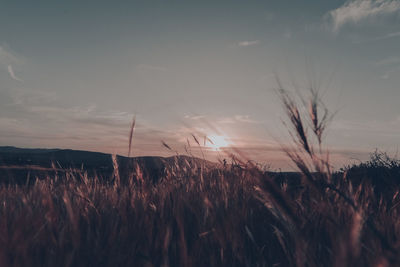 Scenic view of field against sky at sunset