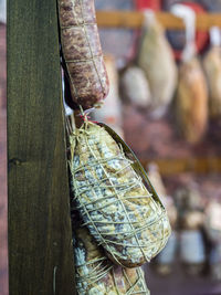 Close-up of insect hanging