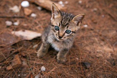 Portrait of kitten on field