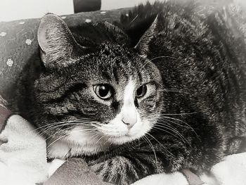 Close-up portrait of a cat