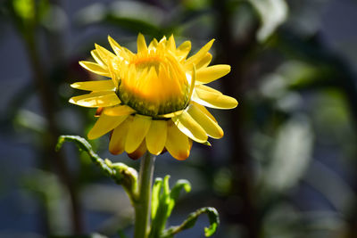 Close-up of yellow flowering plant