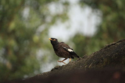 Close-up of bird perching outdoors