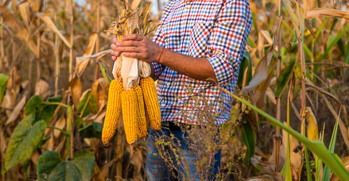 Midsection of man holding corn