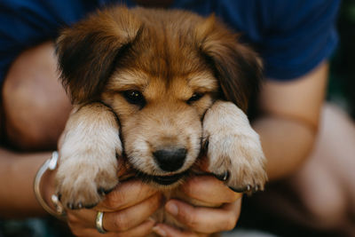 Close-up of hand holding puppy