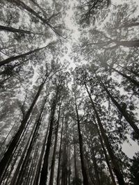 Low angle view of trees in forest