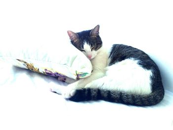 Cat resting on tiled floor
