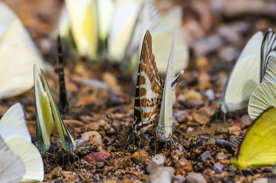 Close-up of butterfly on plant