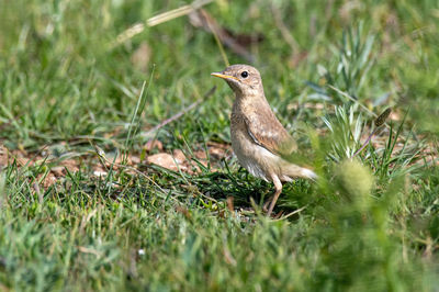 Bird perching on a field