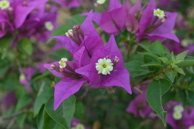 Close-up of pink flowering plant