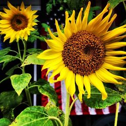 Close-up of sunflower