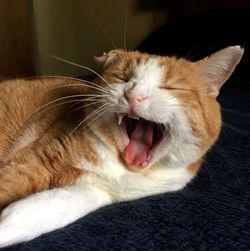 Close-up of cat yawning