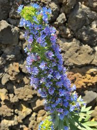 flowering plant