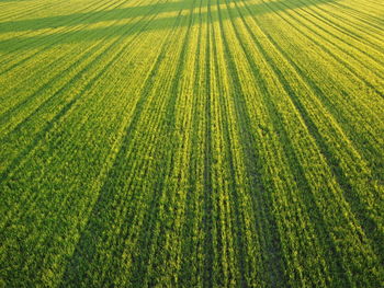 Full frame shot of corn field