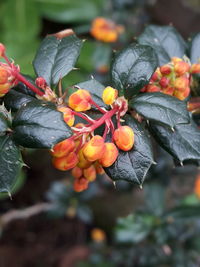 Close-up of orange fruits on plant