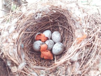 High angle view of bird in nest