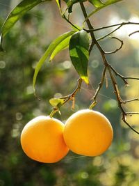 Close-up of fruits on tree