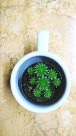 High angle view of plants in plate on table