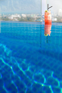 Close-up of jellyfish in swimming pool
