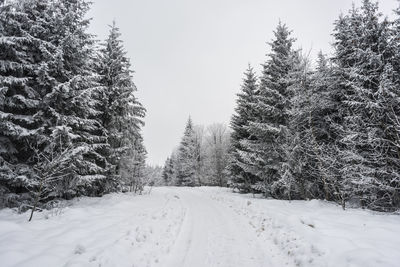 Snow covered land and trees against sky