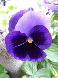 Close-up of purple flowering plant