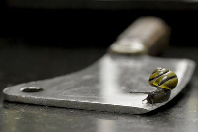 Snail crawls over a sharp ax ...