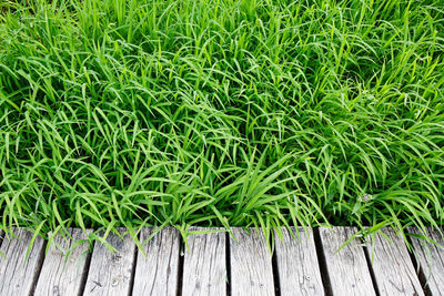 High angle view of plants growing on field