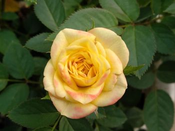 Close-up of rose flower