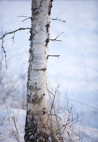 Dead tree on snow covered land against sky