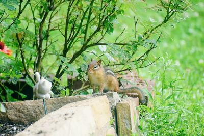 Squirrel on a tree